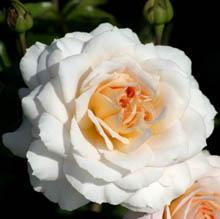 Schloss Eutin�Fairytale Rose